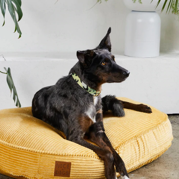 Leather Collar | Pistachio