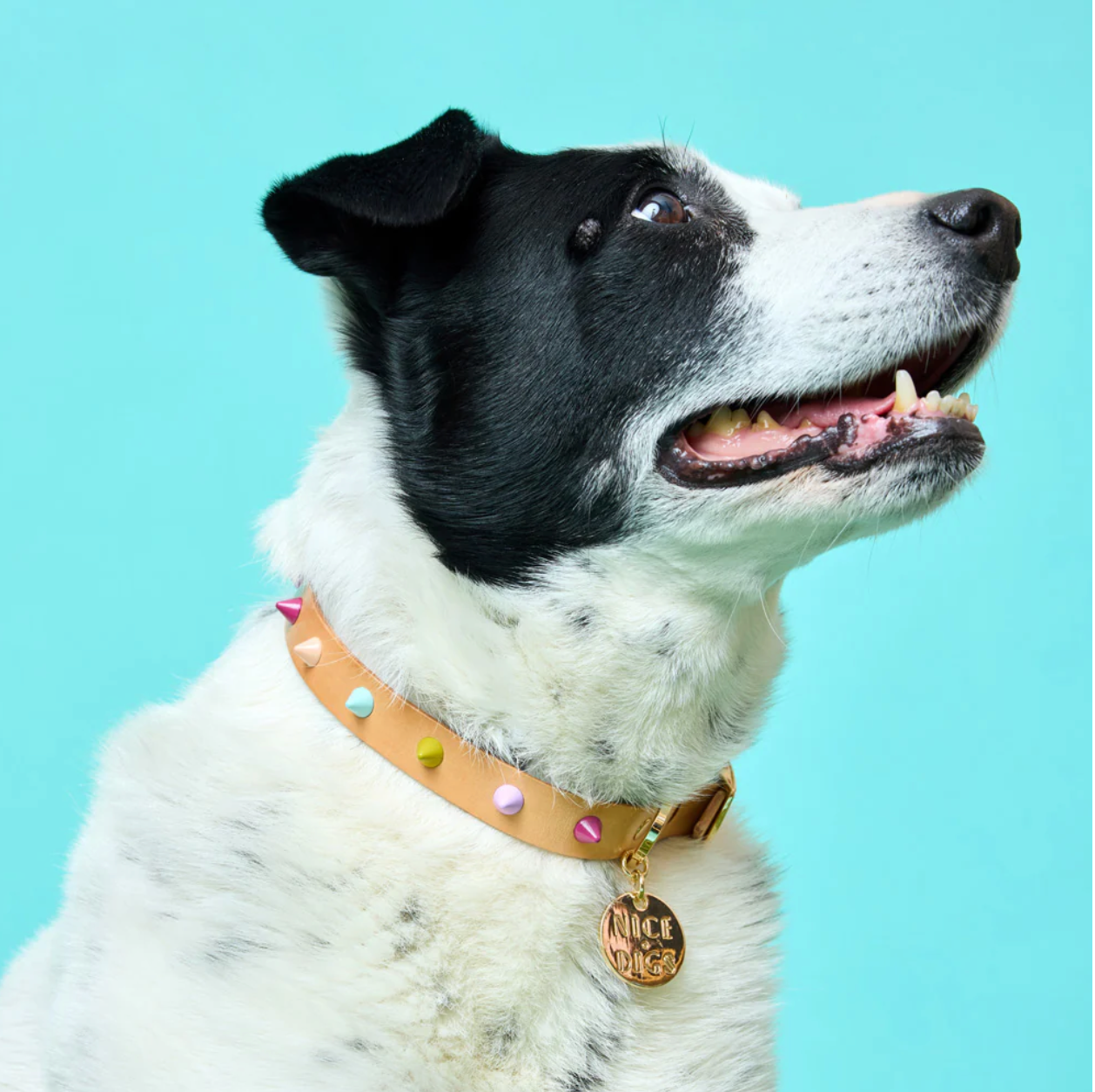 Spike Leather Collar | Spritz