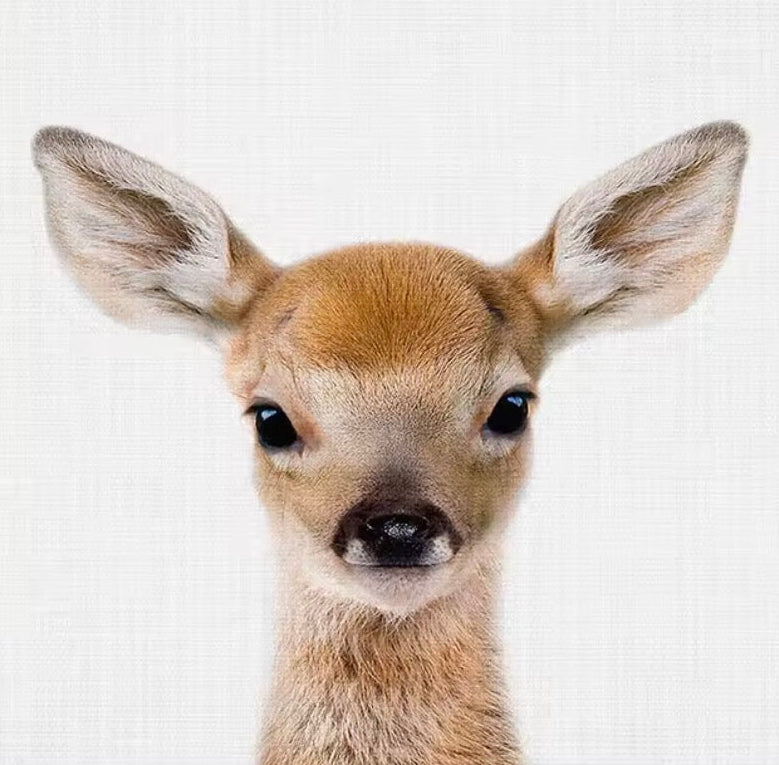 Fawn head peeking from behind a white panel