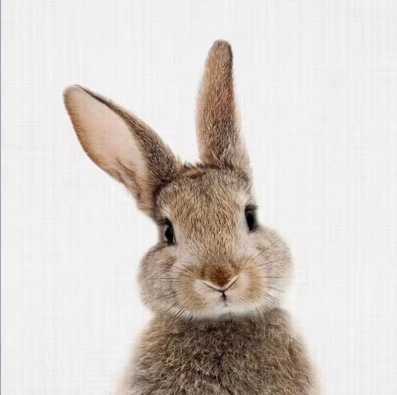 Canvas print of a rabbit on a white background