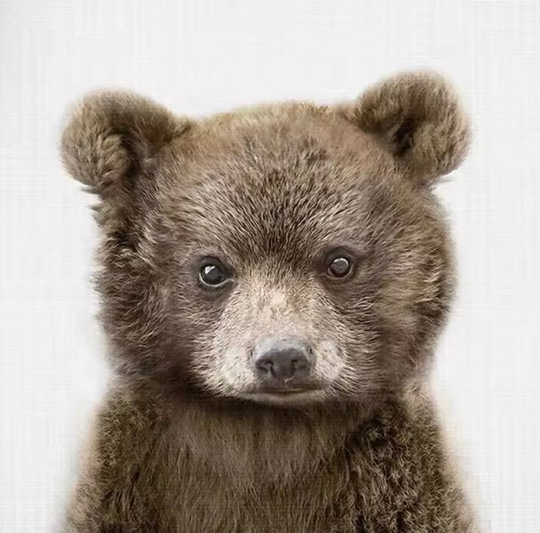 Canvas print of a bear cub on a white background