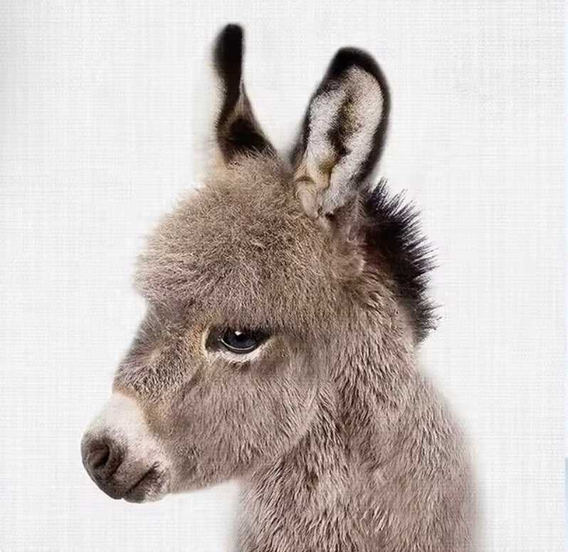 Canvas print of a donkey's head on a white background