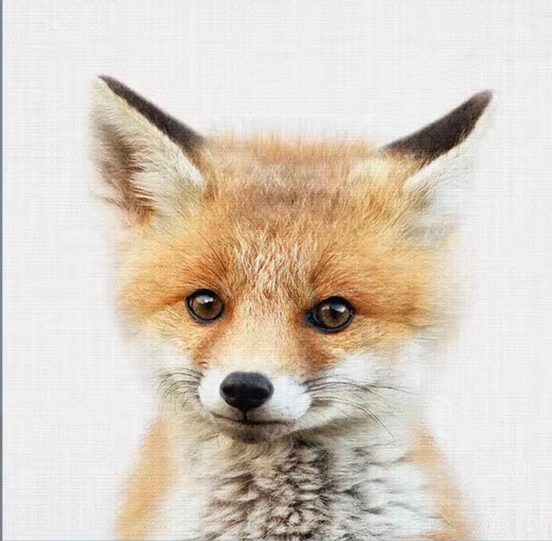 Canvas print of a fox's face on a white background