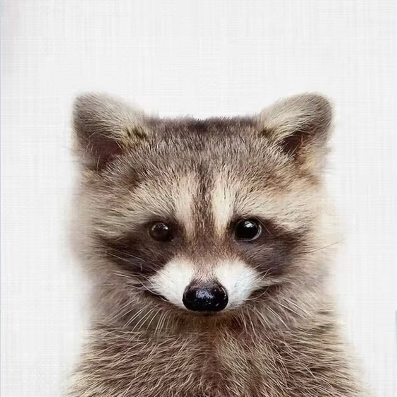 Canvas print of a raccoon's face on a white background