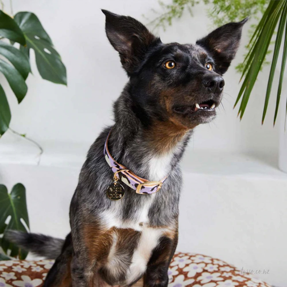 Leather Collar | Lilac