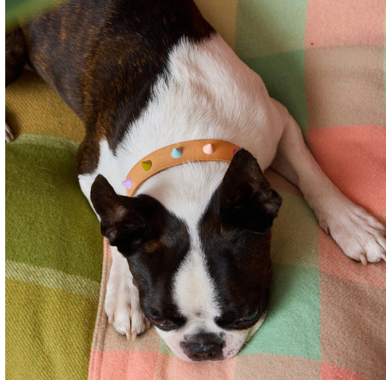 Spike Leather Collar | Spritz