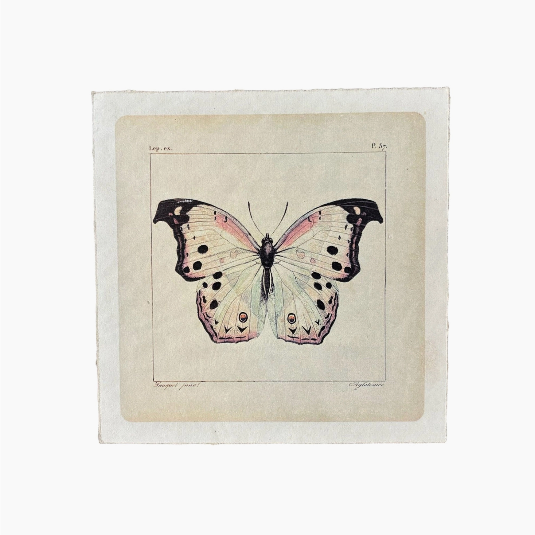 Art Print | Vintage White Butterfly