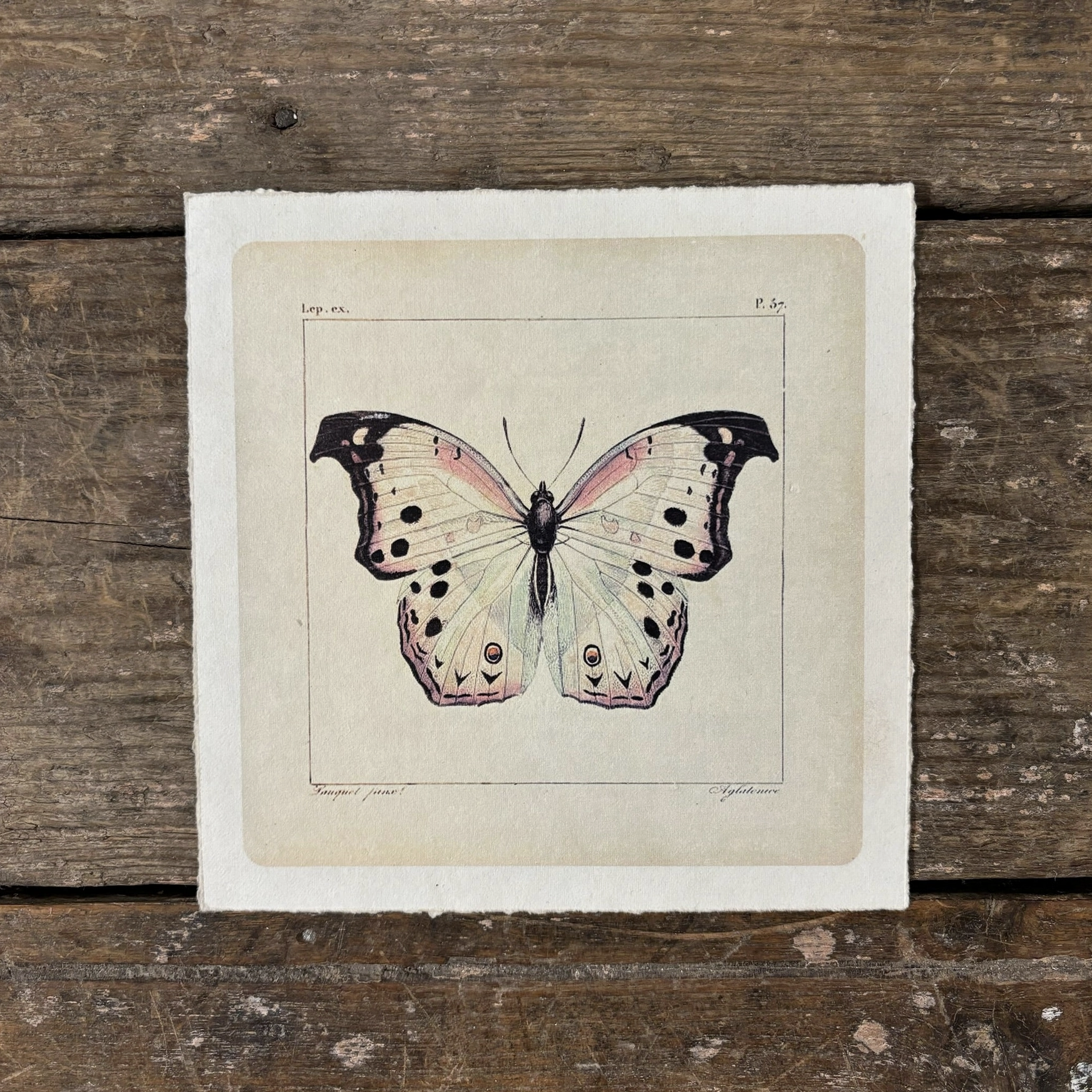 Art Print | Vintage White Butterfly