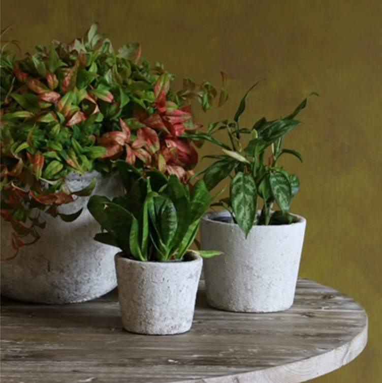 Three potted plants on a wooden table against a green wall