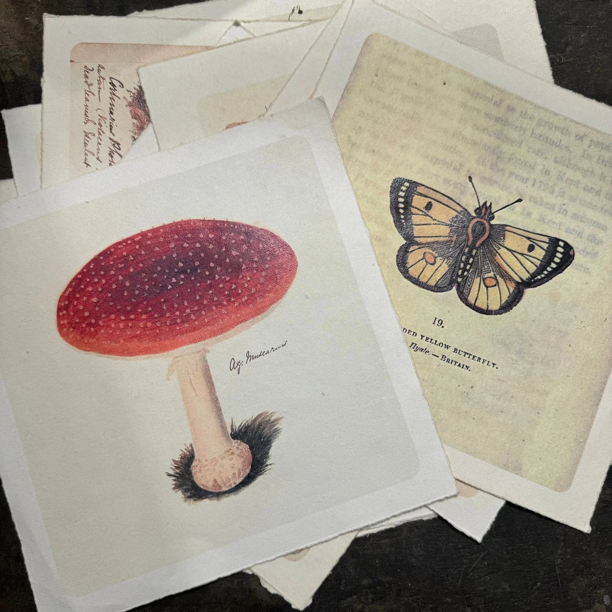 A stack of vintage-style botanical and nature art prints on aged paper, featuring a red spotted mushroom and a yellow-and-black butterfly, photographed on a dark textured surface.