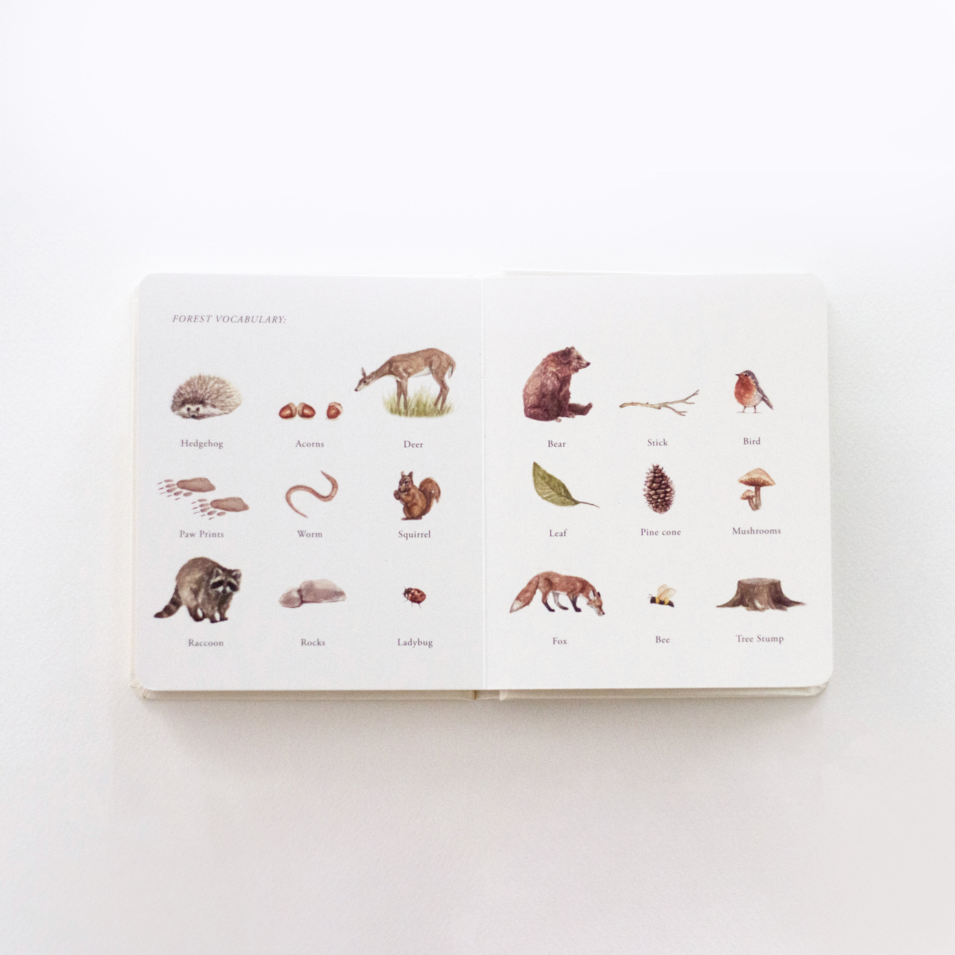 An open children's picture book titled 'Forest Pictorial' spread on a clean white background. The pages feature labeled illustrations of woodland animals and objects including a hedgehog, acorns, deer, raccoon, fox, bird, leaf, pine cone, mushroom, and fire starter.