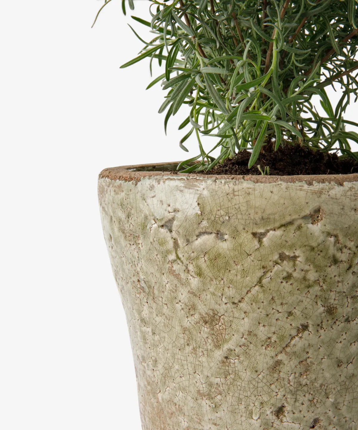 Close-up of a textured ceramic planter with a green leafy plant growing in it, set against a plain white background.