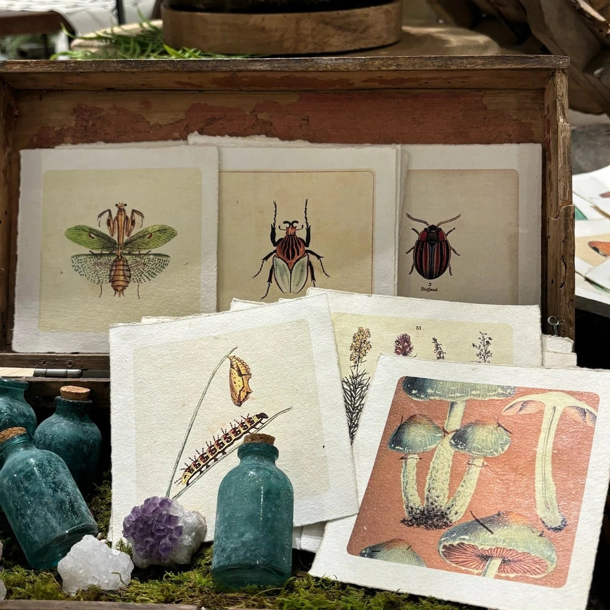A styled flat-lay of vintage-style botanical and insect art prints arranged in a rustic wooden box with small teal bottles, crystals, and moss.