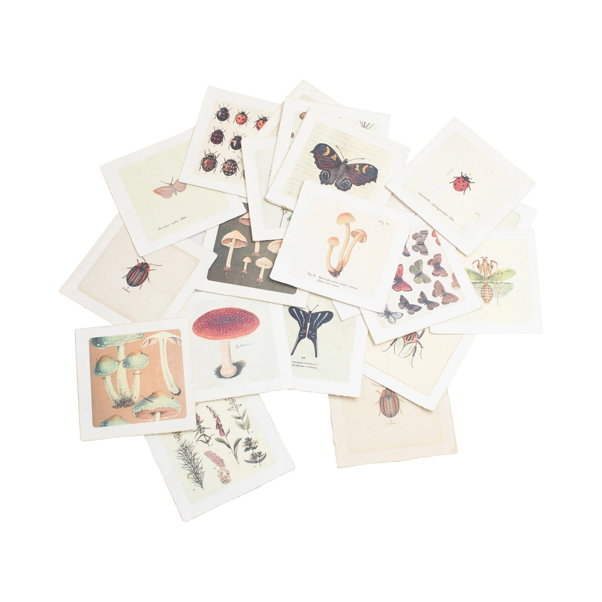 A scattered collection of vintage-style botanical and entomology cards featuring illustrations of mushrooms, ladybugs, butterflies, and insects on aged cream paper, set against a plain white background.