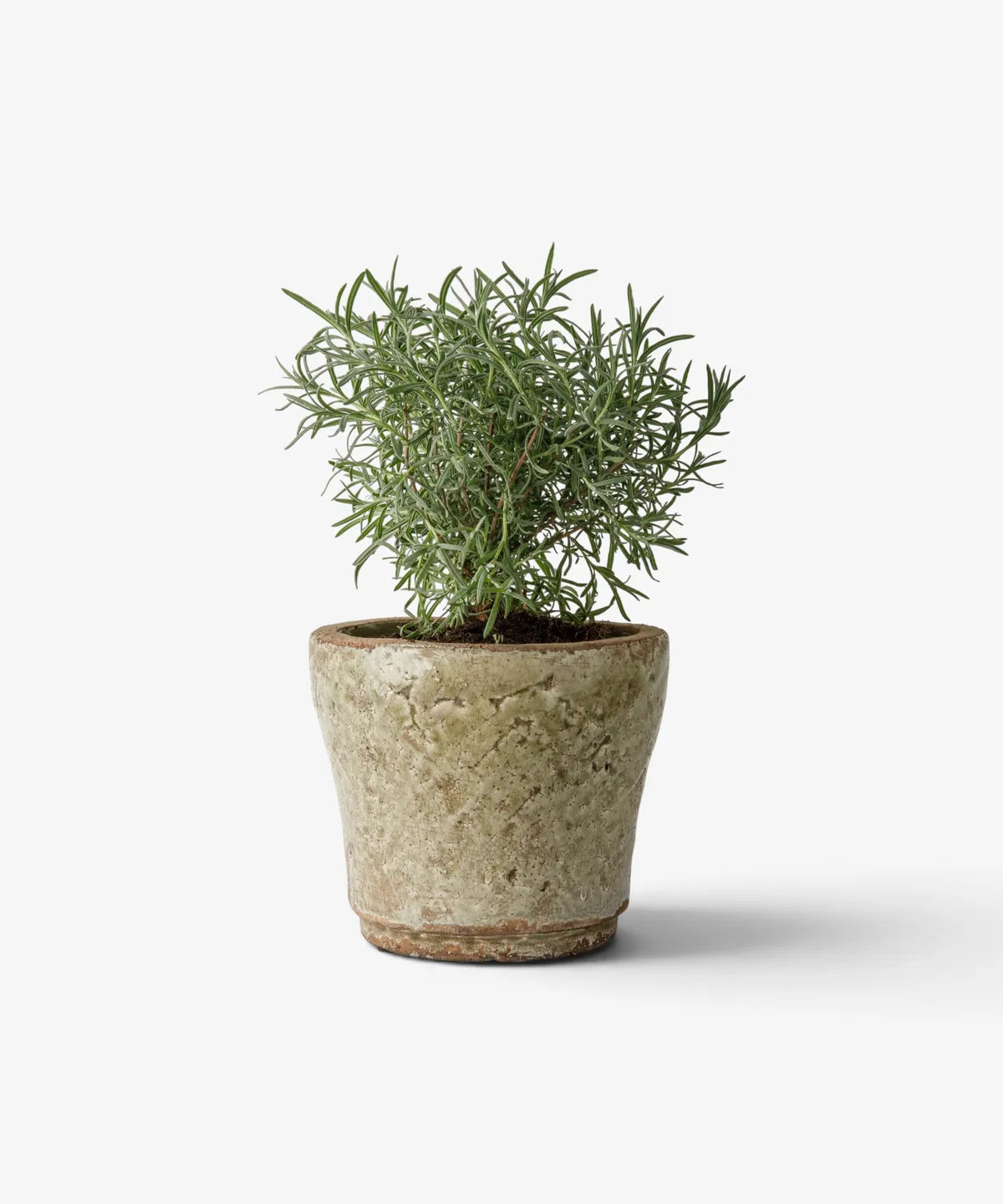 A small potted green herb plant in a textured, rustic beige ceramic pot, set against a clean white background.