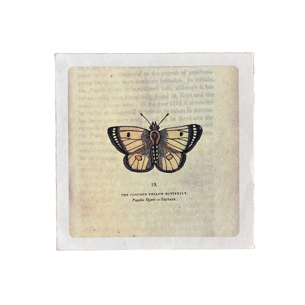 A square art print featuring a vintage-style illustration of a yellow butterfly centered on a parchment-textured background with faint old book text, shown against a plain white backdrop.