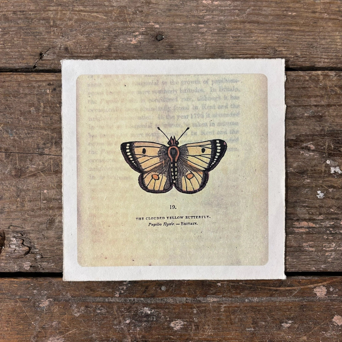 Butterfly illustration on a textured paper background with wooden surface