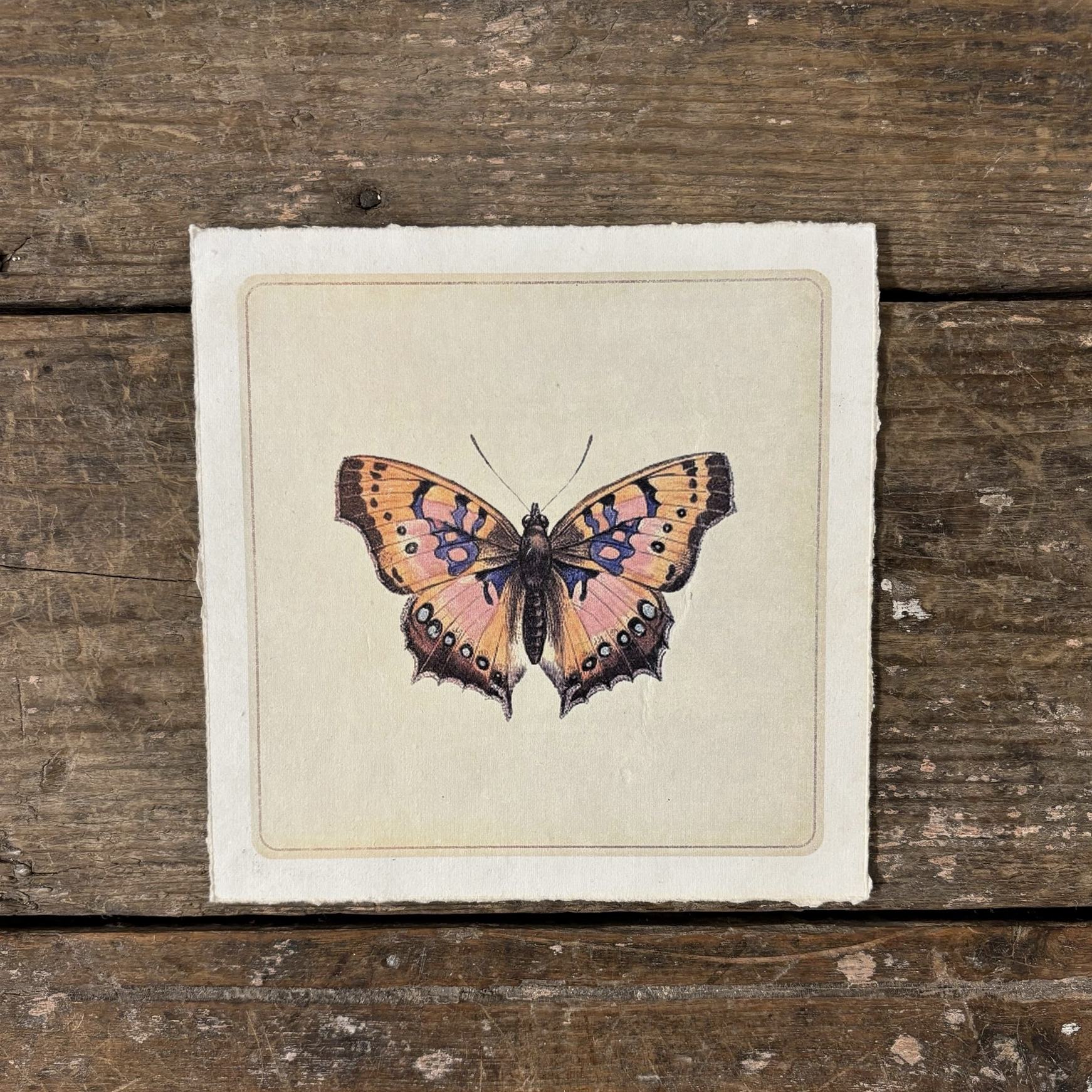 Butterfly illustration on a textured paper background